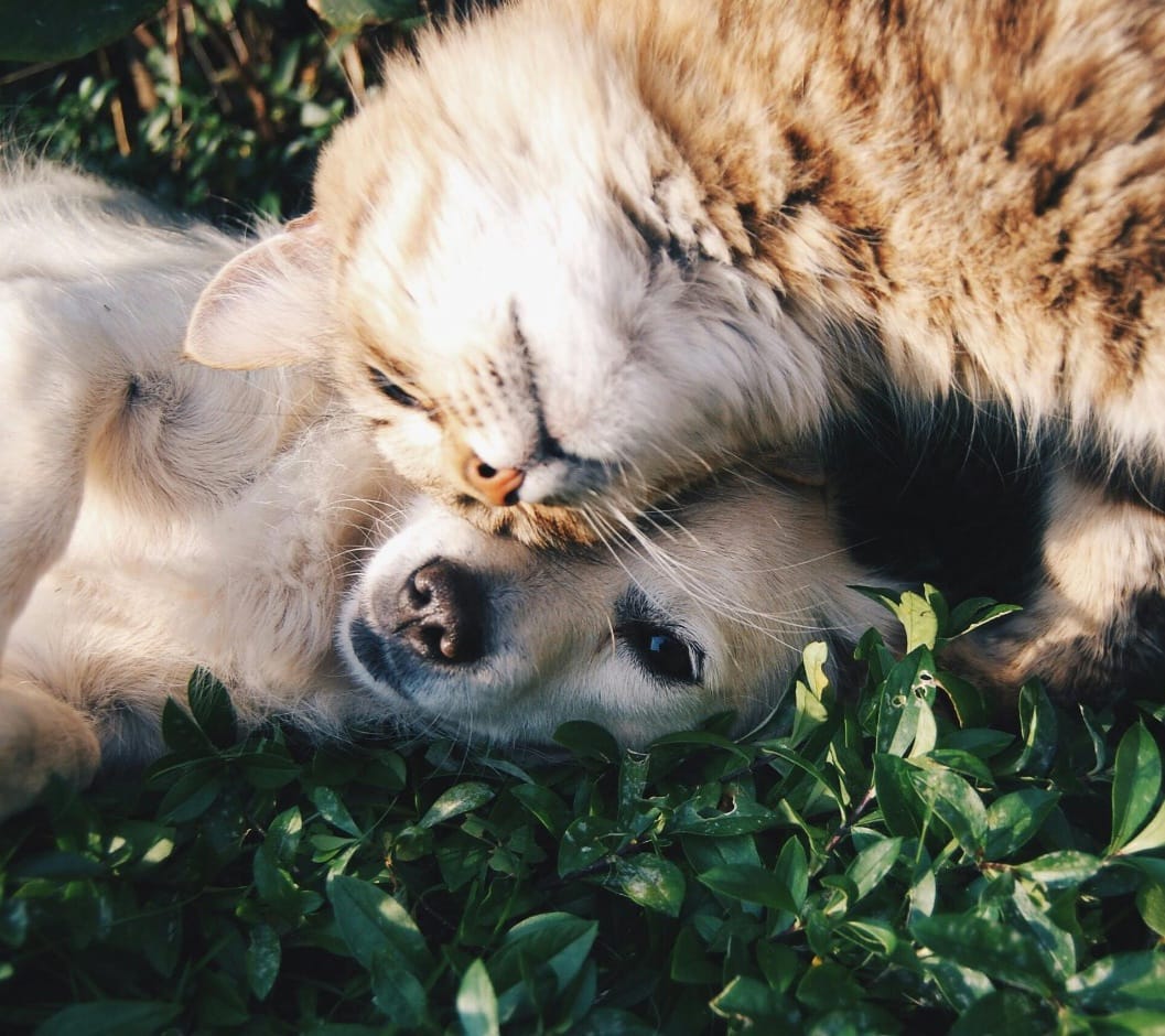 🐶🐱 Mascotas Felices: Cuidado y Diversión para Tu Peludo